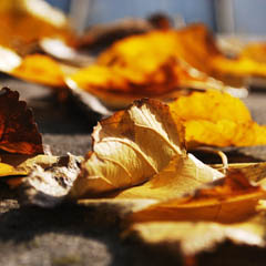 自动发卡秒发的获取短信验证码平台